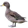 https://www.americanbreeder.com/images/com_adsmanager/categories/3401cat_t.jpg