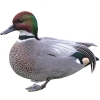https://www.americanbreeder.com/images/com_adsmanager/categories/3405cat_t.jpg