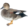 https://www.americanbreeder.com/images/com_adsmanager/categories/3406cat_t.jpg