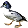 https://www.americanbreeder.com/images/com_adsmanager/categories/3408cat_t.jpg