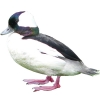 https://www.americanbreeder.com/images/com_adsmanager/categories/3409cat_t.jpg