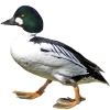 https://www.americanbreeder.com/images/com_adsmanager/categories/3410cat_t.jpg