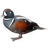 https://www.americanbreeder.com/images/com_adsmanager/categories/3412cat_t.jpg