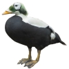 https://www.americanbreeder.com/images/com_adsmanager/categories/3416cat_t.jpg