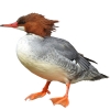 https://www.americanbreeder.com/images/com_adsmanager/categories/3419cat_t.jpg