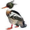 https://www.americanbreeder.com/images/com_adsmanager/categories/3421cat_t.jpg