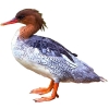https://www.americanbreeder.com/images/com_adsmanager/categories/3422cat_t.jpg