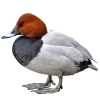 https://www.americanbreeder.com/images/com_adsmanager/categories/3424cat_t.jpg