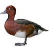 https://www.americanbreeder.com/images/com_adsmanager/categories/3425cat_t.jpg