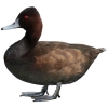 https://www.americanbreeder.com/images/com_adsmanager/categories/3429cat_t.jpg