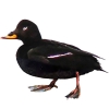https://www.americanbreeder.com/images/com_adsmanager/categories/3431cat_t.jpg