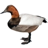 https://www.americanbreeder.com/images/com_adsmanager/categories/3435cat_t.jpg