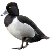 https://www.americanbreeder.com/images/com_adsmanager/categories/3441cat_t.jpg