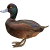 https://www.americanbreeder.com/images/com_adsmanager/categories/3442cat_t.jpg