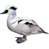 https://www.americanbreeder.com/images/com_adsmanager/categories/3443cat_t.jpg