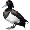 https://www.americanbreeder.com/images/com_adsmanager/categories/3444cat_t.jpg