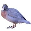 https://www.americanbreeder.com/images/com_adsmanager/categories/3445cat_t.jpg