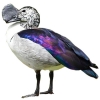 https://www.americanbreeder.com/images/com_adsmanager/categories/3447cat_t.jpg