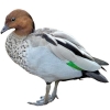https://www.americanbreeder.com/images/com_adsmanager/categories/3450cat_t.jpg