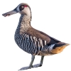 https://www.americanbreeder.com/images/com_adsmanager/categories/3451cat_t.jpg