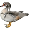 https://www.americanbreeder.com/images/com_adsmanager/categories/3453cat_t.jpg