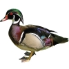 https://www.americanbreeder.com/images/com_adsmanager/categories/3457cat_t.jpg