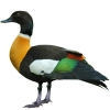 https://www.americanbreeder.com/images/com_adsmanager/categories/3458cat_t.jpg