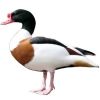 https://www.americanbreeder.com/images/com_adsmanager/categories/3460cat_t.jpg