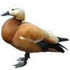 https://www.americanbreeder.com/images/com_adsmanager/categories/3463cat_t.jpg