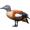 https://www.americanbreeder.com/images/com_adsmanager/categories/3464cat_t.jpg