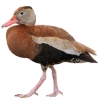https://www.americanbreeder.com/images/com_adsmanager/categories/3465cat_t.jpg