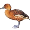https://www.americanbreeder.com/images/com_adsmanager/categories/3466cat_t.jpg