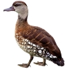 https://www.americanbreeder.com/images/com_adsmanager/categories/3469cat_t.jpg