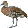 https://www.americanbreeder.com/images/com_adsmanager/categories/3471cat_t.jpg