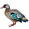 https://www.americanbreeder.com/images/com_adsmanager/categories/3473cat_t.jpg