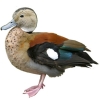 https://www.americanbreeder.com/images/com_adsmanager/categories/3475cat_t.jpg