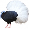 https://www.americanbreeder.com/images/com_adsmanager/categories/3477cat_t.jpg