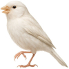 https://www.americanbreeder.com/images/com_adsmanager/categories/3500cat_t.jpg