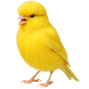 https://www.americanbreeder.com/images/com_adsmanager/categories/3501cat_t.jpg