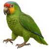 https://www.americanbreeder.com/images/com_adsmanager/categories/3513cat_t.jpg