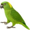 https://www.americanbreeder.com/images/com_adsmanager/categories/3517cat_t.jpg
