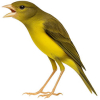 https://www.americanbreeder.com/images/com_adsmanager/categories/3529cat_t.jpg