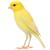 https://www.americanbreeder.com/images/com_adsmanager/categories/3530cat_t.jpg