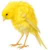 https://www.americanbreeder.com/images/com_adsmanager/categories/3538cat_t.jpg