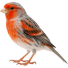 https://www.americanbreeder.com/images/com_adsmanager/categories/3540cat_t.jpg