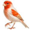https://www.americanbreeder.com/images/com_adsmanager/categories/3544cat_t.jpg