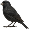 https://www.americanbreeder.com/images/com_adsmanager/categories/3551cat_t.jpg