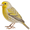https://www.americanbreeder.com/images/com_adsmanager/categories/3552cat_t.jpg