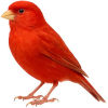 https://www.americanbreeder.com/images/com_adsmanager/categories/3557cat_t.jpg