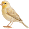 https://www.americanbreeder.com/images/com_adsmanager/categories/3560cat_t.jpg